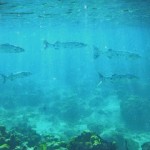 Fotografía de un banco de barracudas nadando en aguas cristalinas