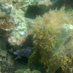 Fotografía de una morena escondida entre el coral