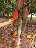 Foto del árbol del cacao