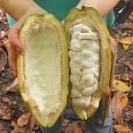 Foto del fruto del cacao partido por la mitad