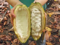 Foto del fruto del cacao partido por la mitad