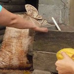 Foto del cacao en una bolsa mientras fermenta