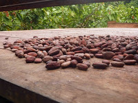 Foto de las semillas de cacao secándose al aire libre